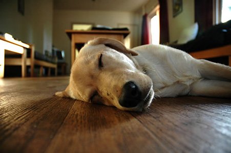 Which Wood Floor Is Best For Pets, Best Laminate Flooring For Dogs Uk